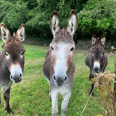 منزل ريفي Lisglassock House *