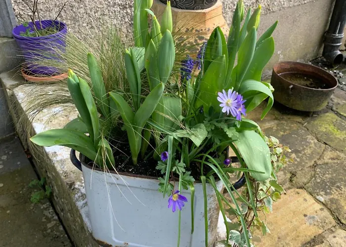 Landsted Lisglassock House Longford