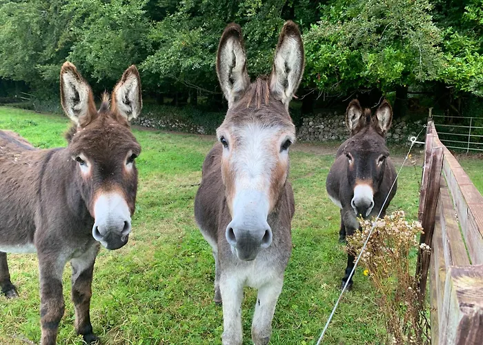 منزل ريفي Lisglassock House *